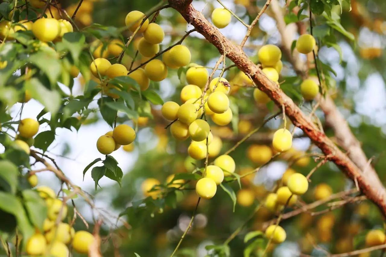 梅子黄时是什么季节