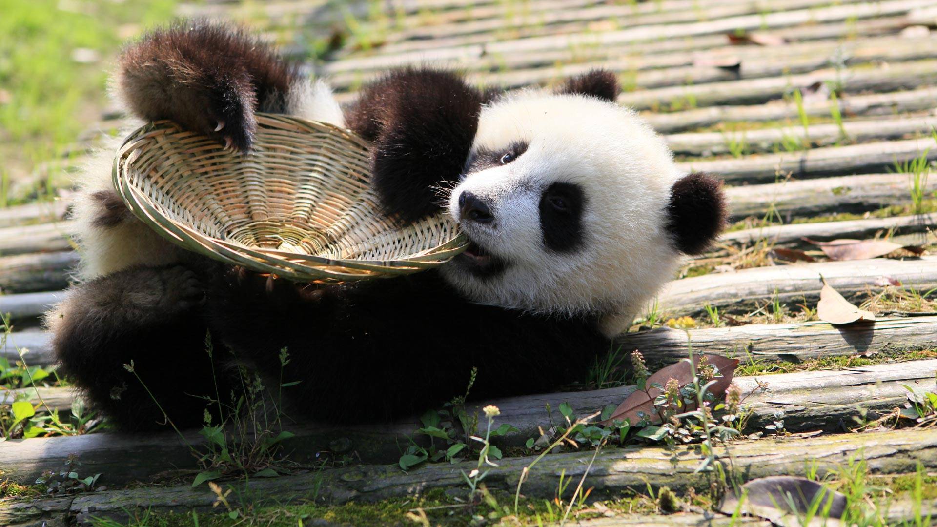 大熊猫为什么被视为中国的国宝
