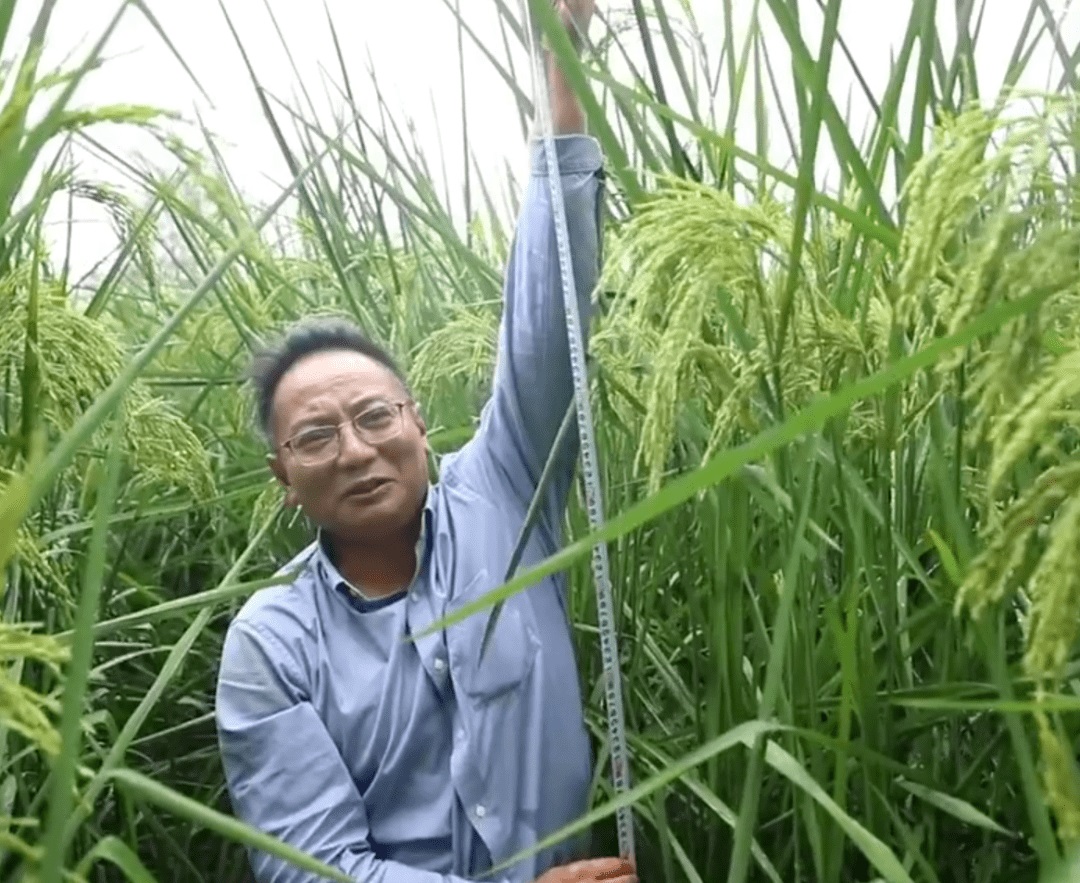 长沙种出2米2高巨型稻致敬袁隆平