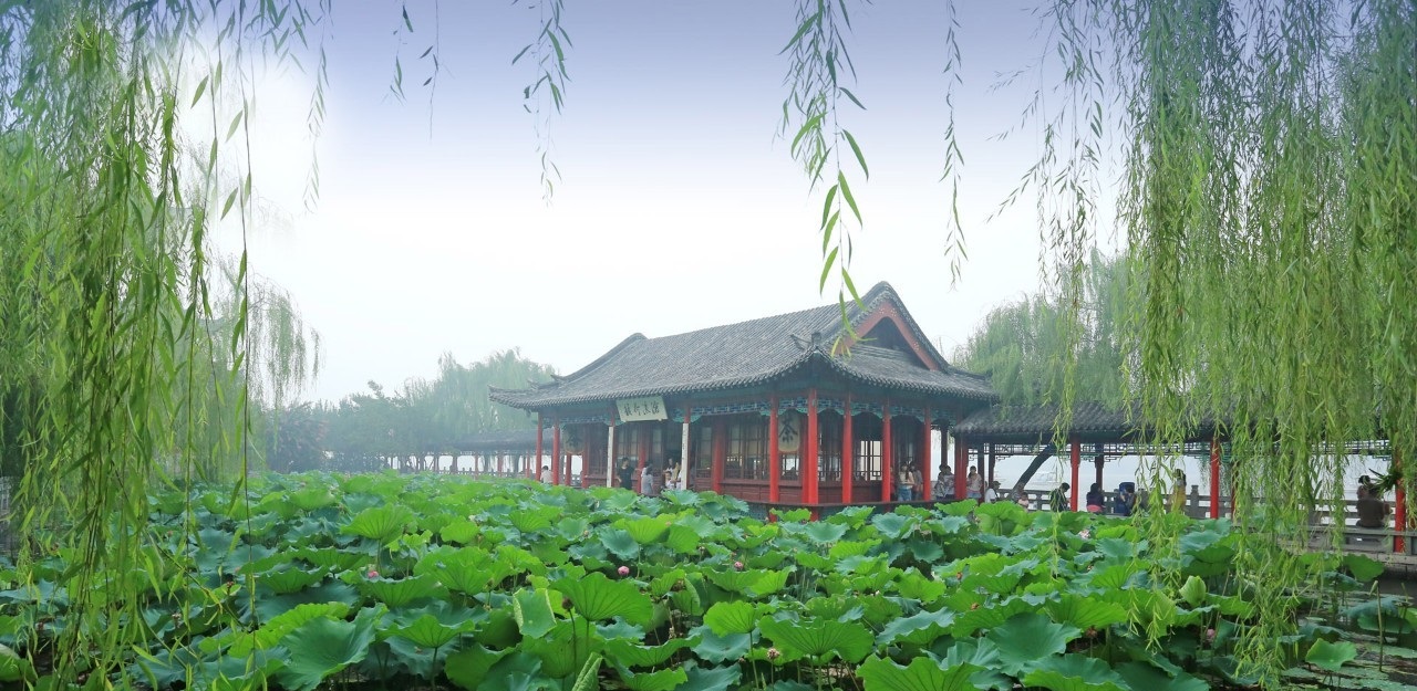 未名湖畔的夏雨荷