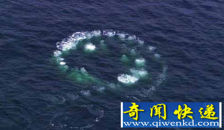 不明潜水物