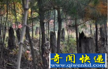都溪毁林事件