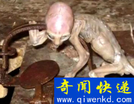 外星人婴儿
