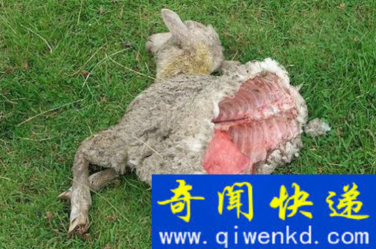 外星人事件