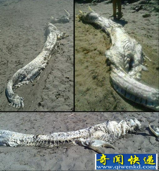 西班牙海滩出现海怪尸体头部长角(图)