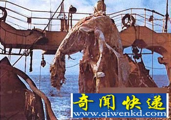 瑞洋丸号,蛇颈龙,怪物尸体