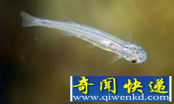 吸血鱼
