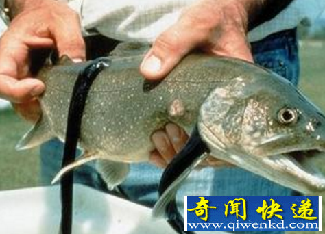 牙签鱼