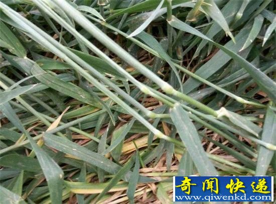 麦田怪圈解密