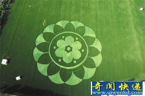麦田怪圈解密