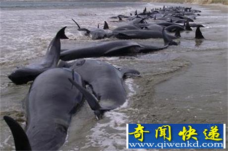 鲸鱼为什么会搁浅