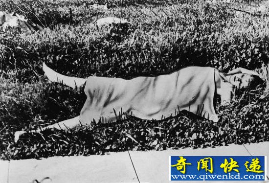 黑色大丽花事件