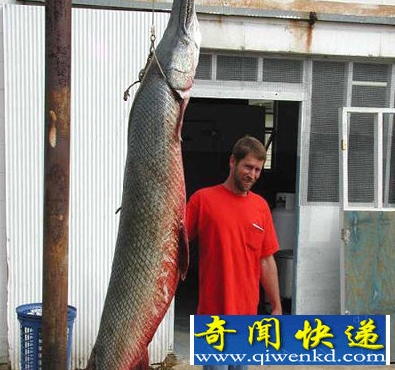 亚马逊鲇鱼