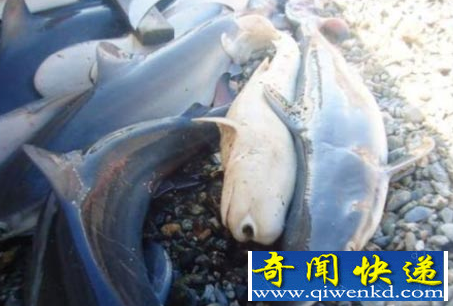 独眼鲨鱼