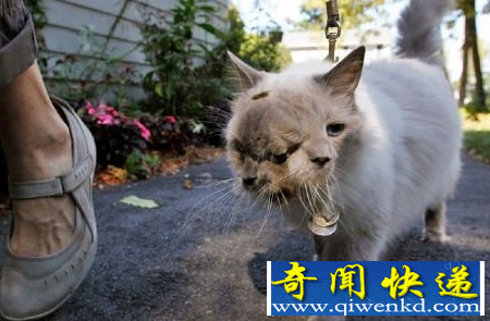 双头猫