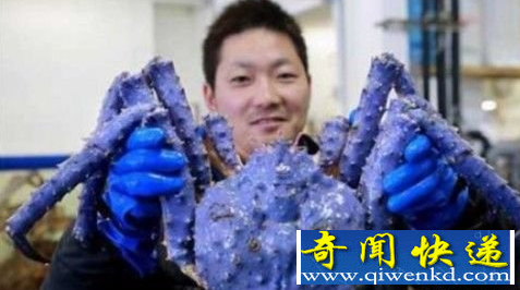 蓝色帝王蟹