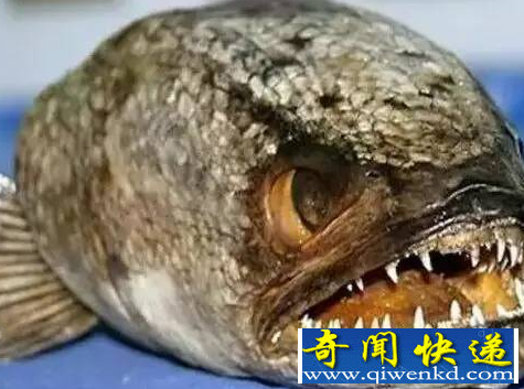 世界上最恐怖的大鱼