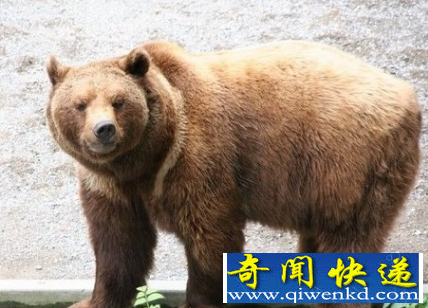 世界上最大的食肉动物