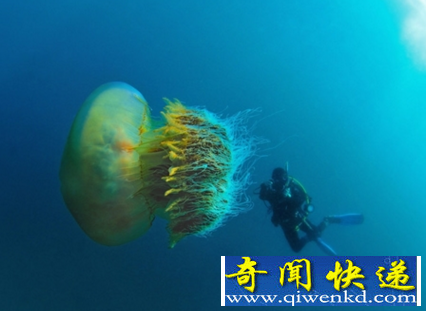 世界上最大的水母