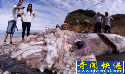 世界上最大的乌贼