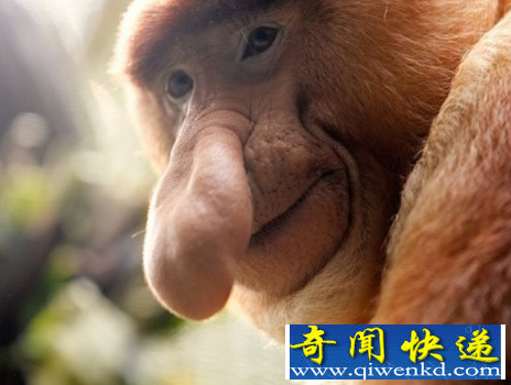 世界上最丑的猴子