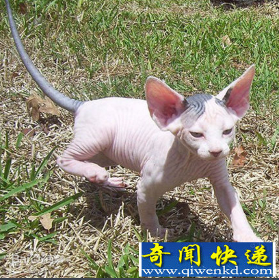 世界上最丑的猫咪