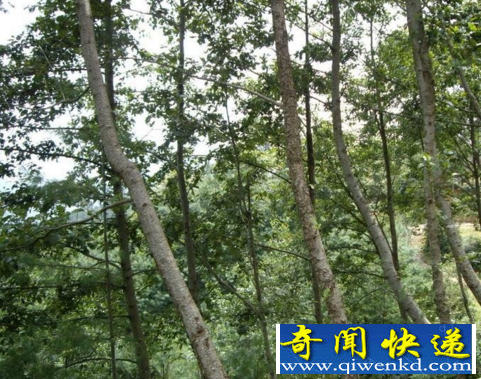 世界上长得最快的树