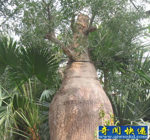 世界上长得最慢的树