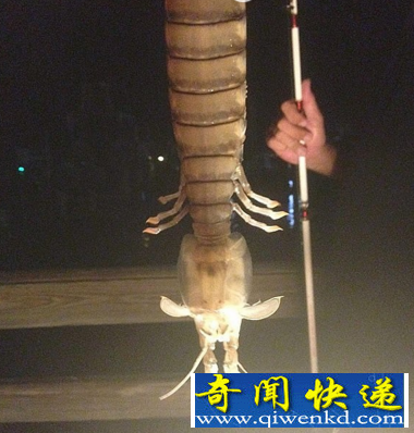 世界上最大的濑尿虾