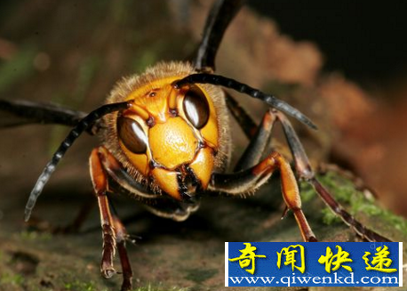 马蜂