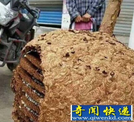 世界上最大的马蜂窝
