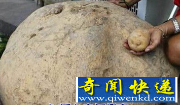 世界上最大的马铃薯