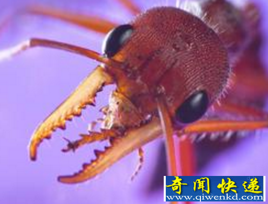 世界上最大的蚂蚁