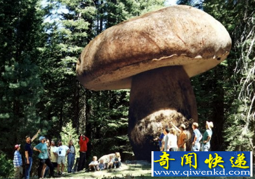 世界上最大的蘑菇