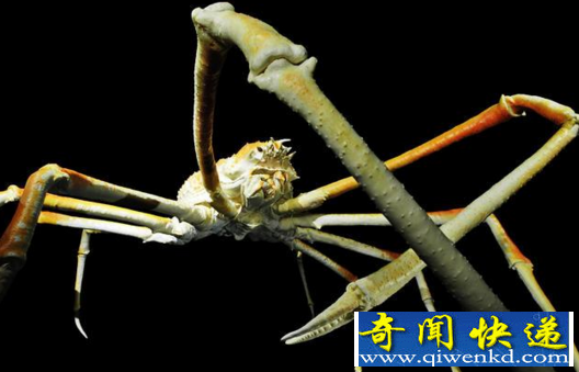 世界上最大的海蜘蛛