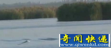 世界上最大的红海巨蛇