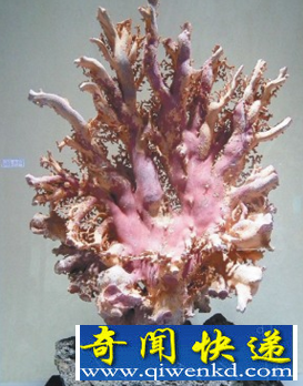 世界上最大的红珊瑚