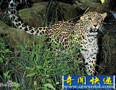 世界上最大的花豹