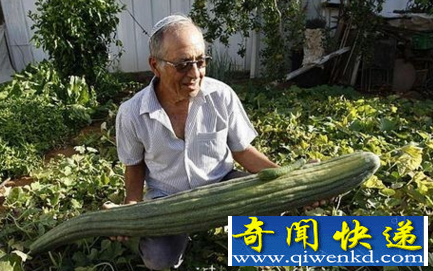 世界上最大的黄瓜