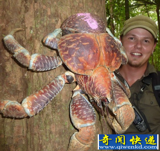 世界上最大的活螃蟹
