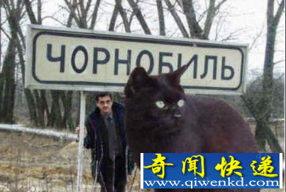 世界上最大的家猫