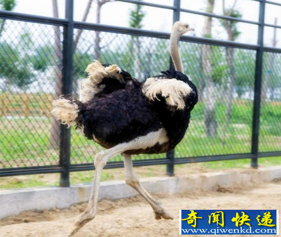 世界上最大的动物园