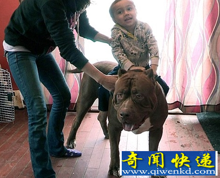 世界上最大的斗牛犬