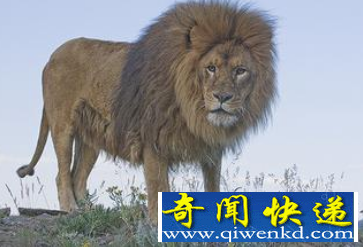 世界上最大的非洲狮