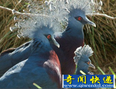 世界上最大的鸽子