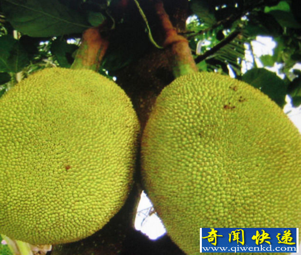 世界上最大的果实
