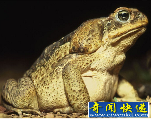 世界上最大的蛤蟆