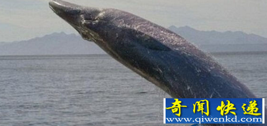 世界上最大的海蛇