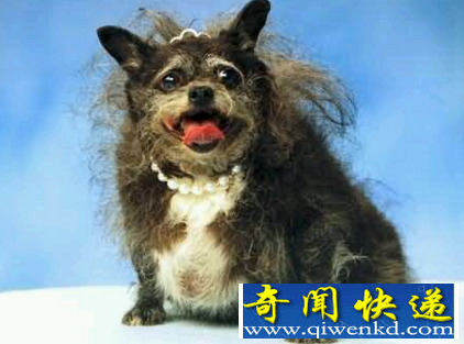 麦肯奇