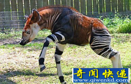 世界上长得最奇葩的动物